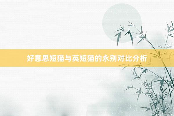 好意思短猫与英短猫的永别对比分析